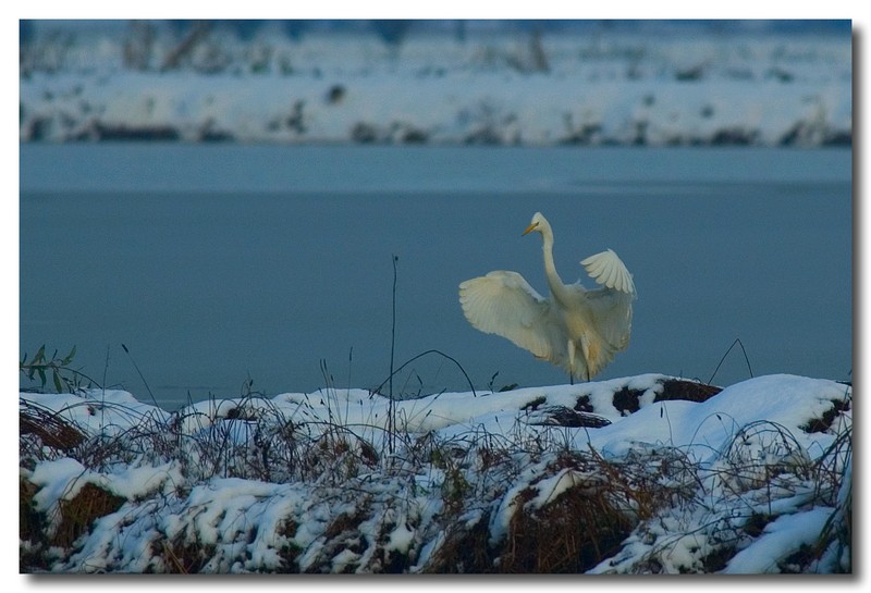 Airone bianco maggiore - Casmerodius albus